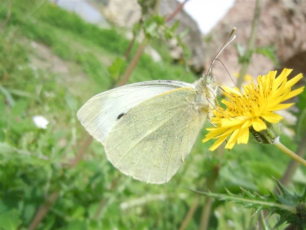 Pieris da identificare